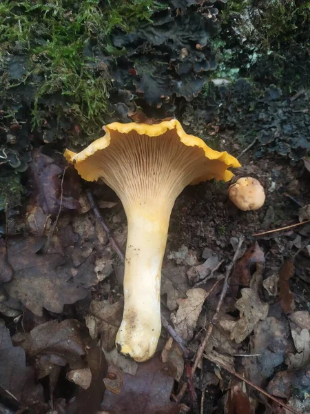 Cogumelos Floresta Comestível Venenoso Boleto Amarelo Vermelho Preto Branco — Fotografia de Stock