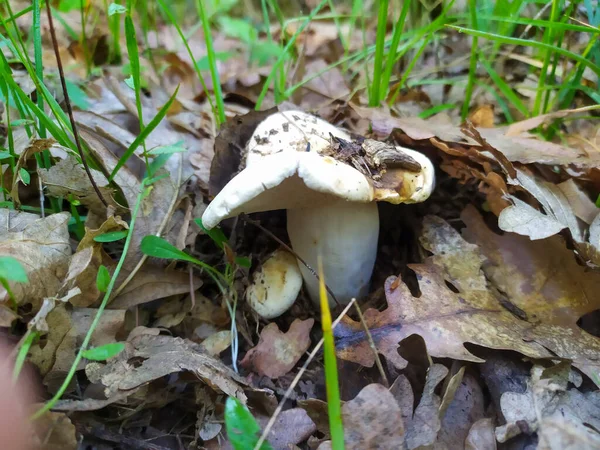 Champignons Dans Forêt Comestibles Toxiques Noir Blanc Rouge Jaune Bolet — Photo