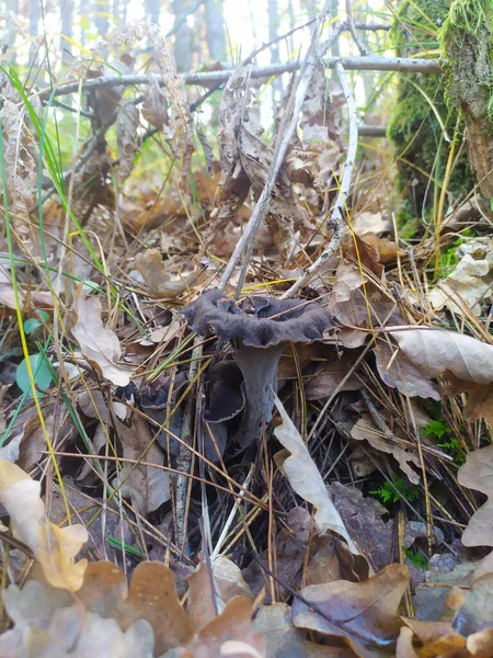 Houby Lese Jedlé Jedovaté Černá Bílá Červená Žlutá Boletus — Stock fotografie