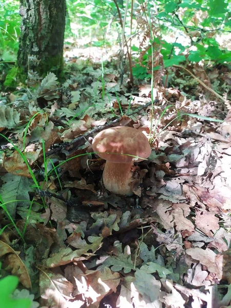 森林里的蘑菇可食用 有毒的黑色 黄色的山楂 — 图库照片