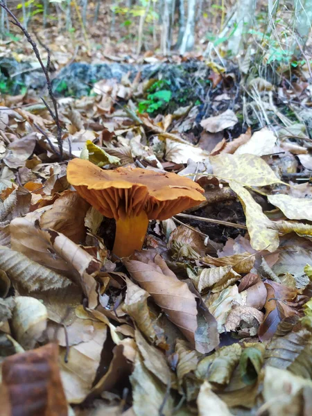 Champignons Dans Forêt Comestibles Toxiques Noir Blanc Rouge Jaune Bolet — Photo