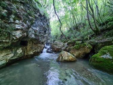 Ormandaki nehir, inanılmaz doğa.