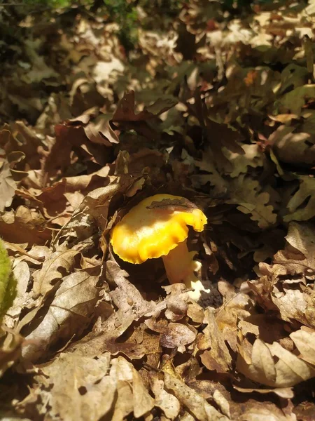 森林里的蘑菇可食用 有毒的黑色 黄色的山楂 — 图库照片