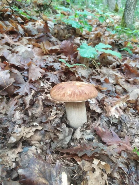 Funghi Nella Foresta Commestibili Velenosi Nero Bianco Rosso Giallo Boletus — Foto Stock