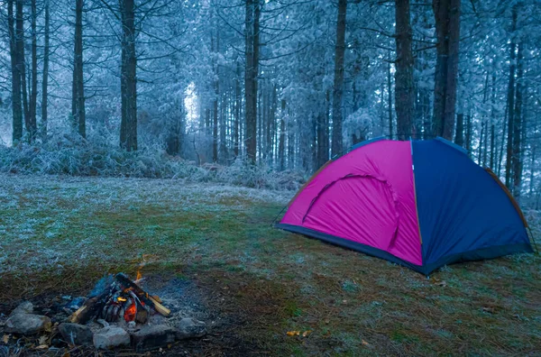 Camping Hiver Bord Beau Feu Forêt Pins Neige Feu Tente — Photo