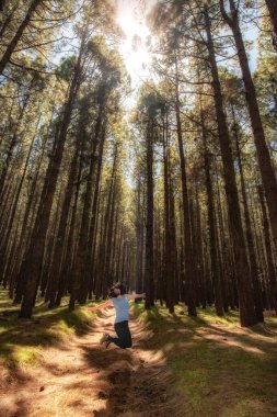 Bir sıra oluşturan uzun ağaçlar, güneşi, ışınları ve mutlu bir şekilde zıplayan genç bir kadın.