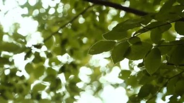 Doğa arka plan. Rüzgar ağacı yeşil üfleme ile güzel güneş bırakır. Güneş parlama ile bulanık soyut bokeh. Güneş ışığı. Sunflare. Ağır çekim 240 fps. Yüksek hız kamerası 1080 p çekim