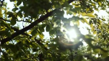 Doğa arka plan. Rüzgar ağacı yeşil üfleme ile güzel güneş bırakır. Güneş parlama ile bulanık soyut bokeh. Güneş ışığı. Sunflare. Ağır çekim 240 fps. Yüksek hız kamerası 1080 p çekim