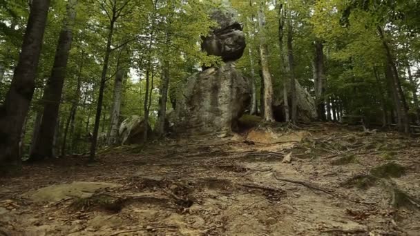 Manhã na floresta. — Vídeo de Stock