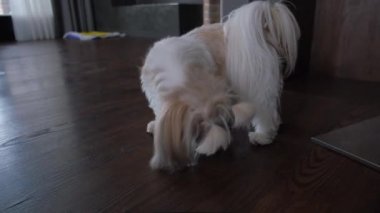 Evin etrafında koşuşturan küçük köpek boku.