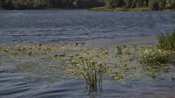 Piękna rzeka z trzcinami — Wideo stockowe