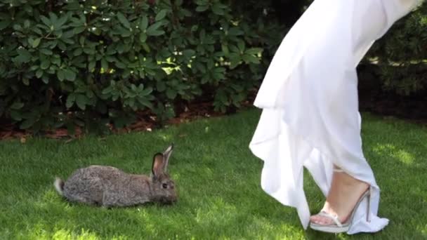 Una chica en un hermoso vestido blanco quiere acariciar una liebre — Vídeos de Stock