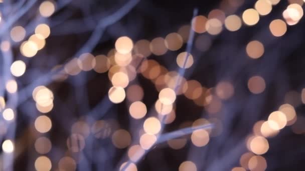 Vacker bokeh i grenarna — Stockvideo