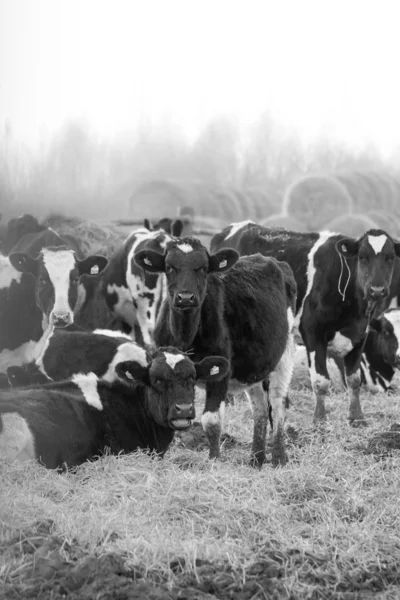 Op de boerderij — Stockfoto