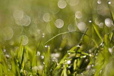 Ağustos 2021 'de çimlerin üzerindeki çiy tanesi.