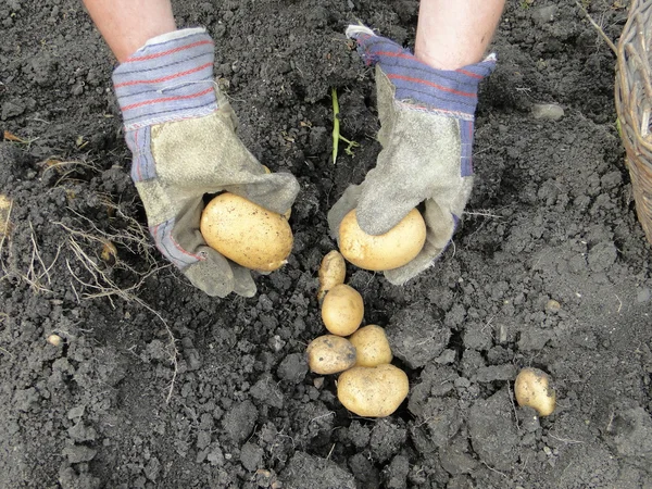 Panen tangan kentang — Stok Foto