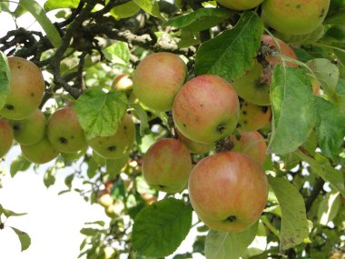 Bahçedeki elmalar