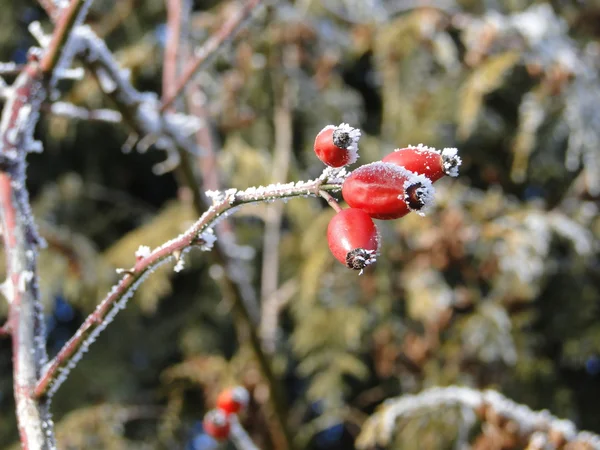 The rose hip in winter — Stock Photo, Image