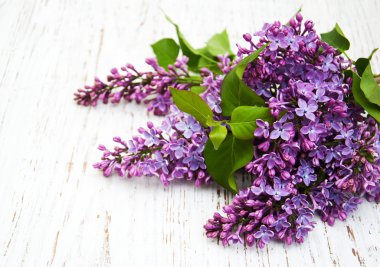 Lila çiçek yaprakları ile