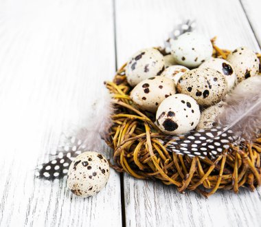 Yuvada bıldırcın yumurtası