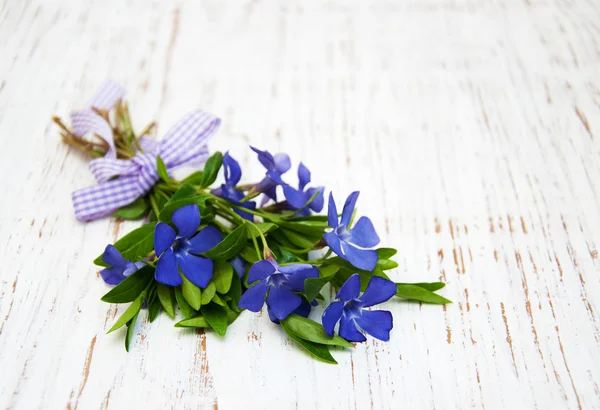 Blue Perwinkle flowers — Stock Photo, Image