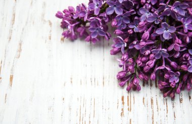 Bahar leylak çiçekleri