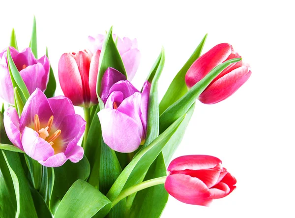 Bouquet of tulips — Stock Photo, Image