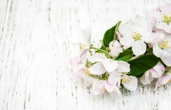 Våren äpple blommar — Stockfoto