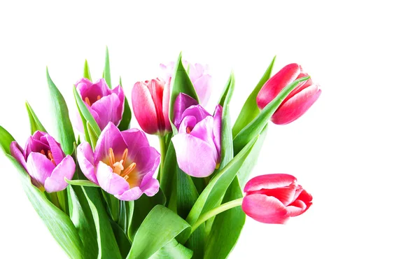 Bouquet of tulips — Stock Photo, Image