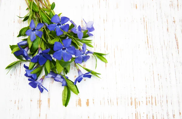 Blue Perwinkle flowers — Stock Photo, Image