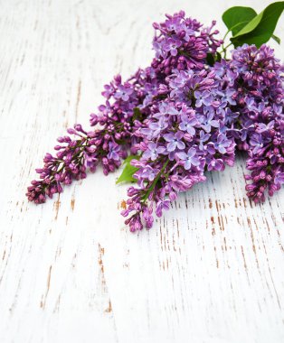 Bahar leylak çiçekleri