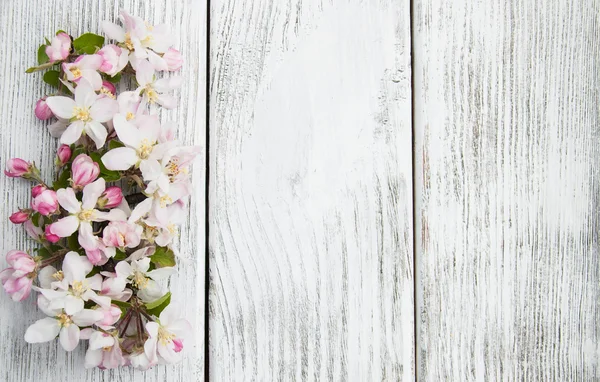 Spring apple blossom — Stock Photo, Image