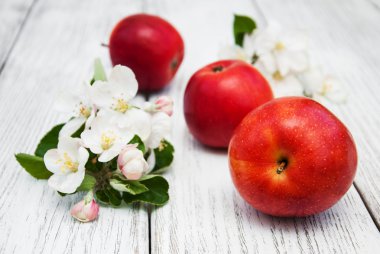 elma ve elma ağacı çiçekleri
