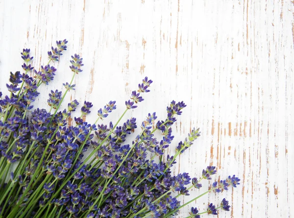 Bos van lavendel — Stockfoto