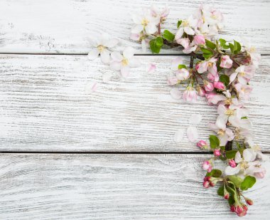 Bahar elma çiçeği