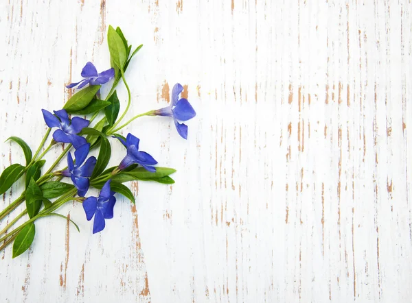 Flores de Perwinkle azul — Foto de Stock