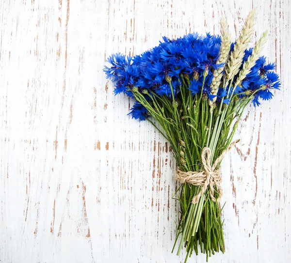 Blue corn flowers — Stock Photo, Image