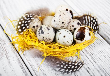 Yuvada bıldırcın yumurtası
