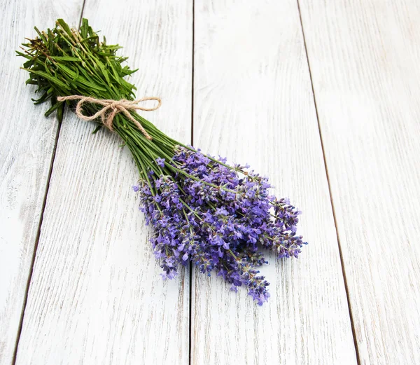 Bos van lavendel — Stockfoto