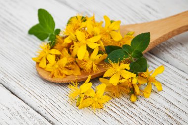 Saint-John's-wort kaşık içinde