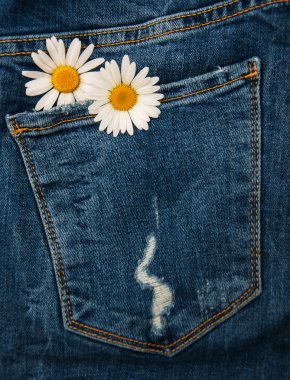 Daisy kot pantolon cebinde