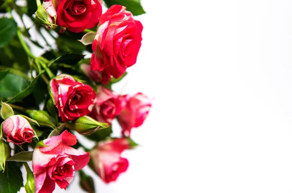 Ramo Rosas Rojas Aisladas Sobre Fondo Blanco — Foto de Stock