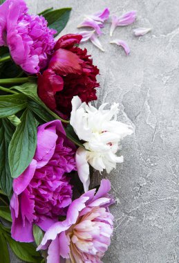 Taze pembe şakayık çiçekleri. Gri beton zemin üzerinde kopyalama alanı var.. 