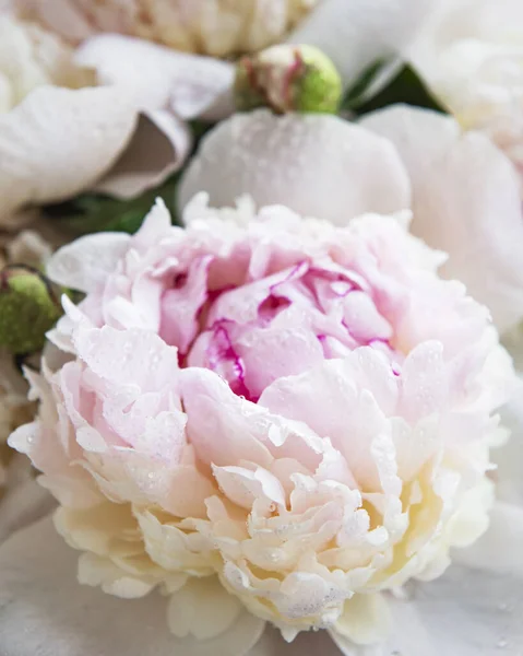Φρέσκα Ροζ Παιώνια Λουλούδια Φυσικό Υπόβαθρο — Φωτογραφία Αρχείου