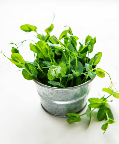 Cup with green sprouts of germinated seeds of peas on a table