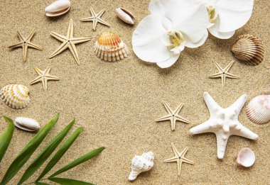 Kumdaki deniz kabukları. Yazın deniz tatili arka planında metin için yer var. Üst görünüm