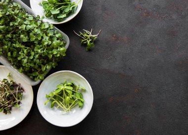 Siyah arkaplanda mikro yeşillik çeşitleri, kopyalama alanı, üst görünüm. Sağlıklı yaşam tarzı