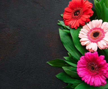 Siyah beton arka planda parlak Gerbera çiçekleri. Çiçek çerçevesi, üst görünüm