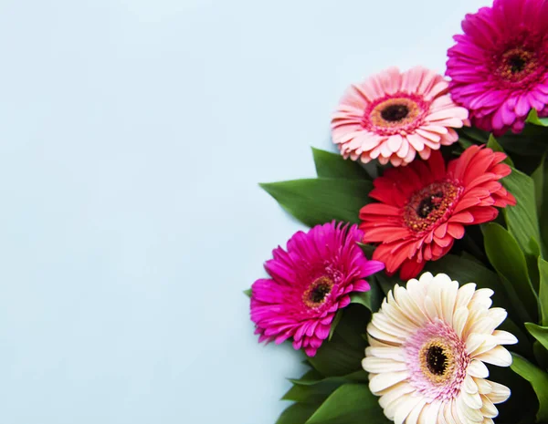 Fényes Gerbera Virágok Pasztell Kék Háttérrel Keret Virágok Felső Nézet — Stock Fotó