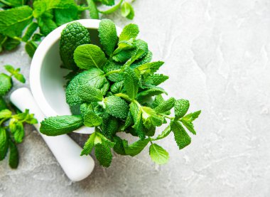 Gri beton arka planda taze yeşil nane.